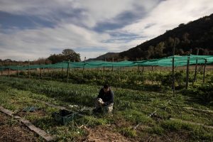 Un estudio en Cataluña muestra que la agricultura regenerativa produce lo mismo con menos gasto