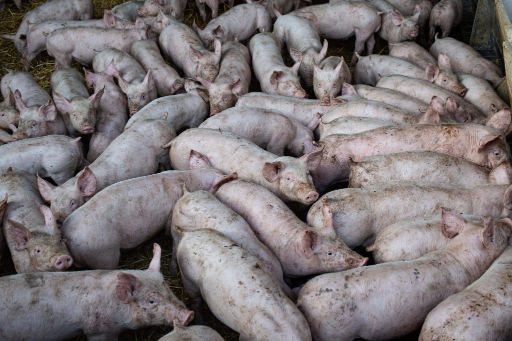 “Apesta a cerdo”
