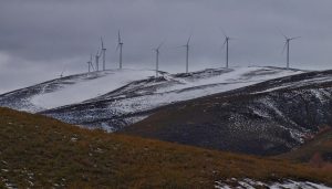 La justicia paraliza un parque eólico ya construido y autorizado dos veces por Castilla y León por la afección al urogallo