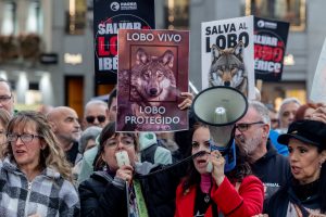 Asturias permitirá cazar 53 lobos tras quedar desprotegida la especie en el Congreso