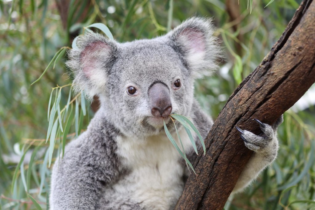 Australia sacrifica con francotiradores desde helicópteros a 750 koalas afectados por un incendio