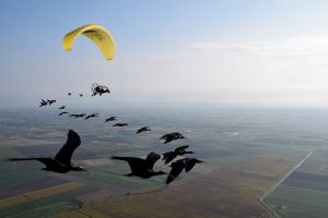 Matan de un disparo a uno de los ibis que llegaron a España guiados por un ultraligero desde Austria