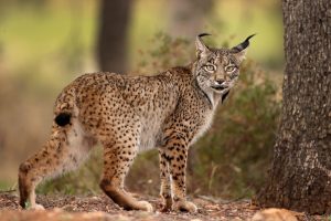 El lince alcanza los 2.400 ejemplares en 2024, un 19% más que el año anterior