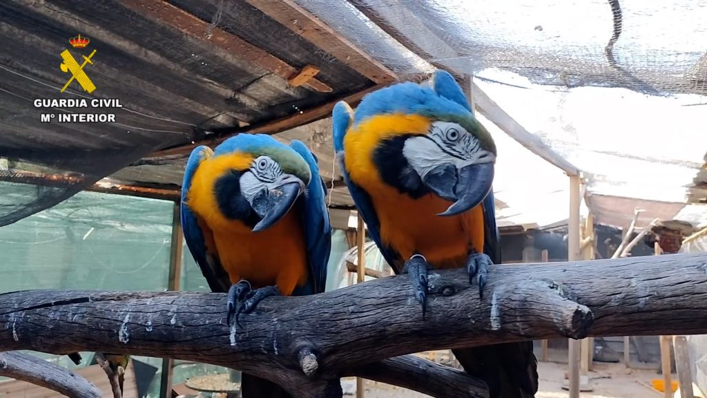 Desmantelada una red internacional de tráfico de especies protegidas, la mayoría aves exóticas