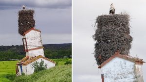El nido de cigüeñas viral que hace equilibrios en una torre inclinada en Burgos