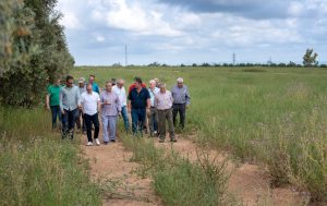 Qué hay tras los “100.000 olivos talados para plantas solares en Jaén”: números exagerados y rechazo por la pérdida de empleo