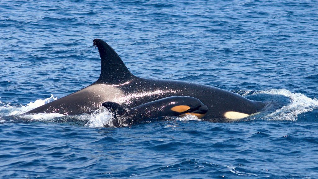 Los encuentros entre orcas y embarcaciones en el Estrecho de Gibraltar bajaron un 40% en 2024