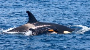 Los encuentros entre orcas y embarcaciones en el Estrecho de Gibraltar bajaron un 40% en 2024