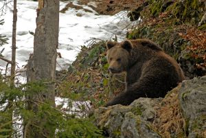 Cuatro meses de cárcel a un cazador por matar a un oso en los Pirineos franceses