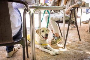 Los perros de asistencia podrán acceder a cualquier espacio público en toda España
