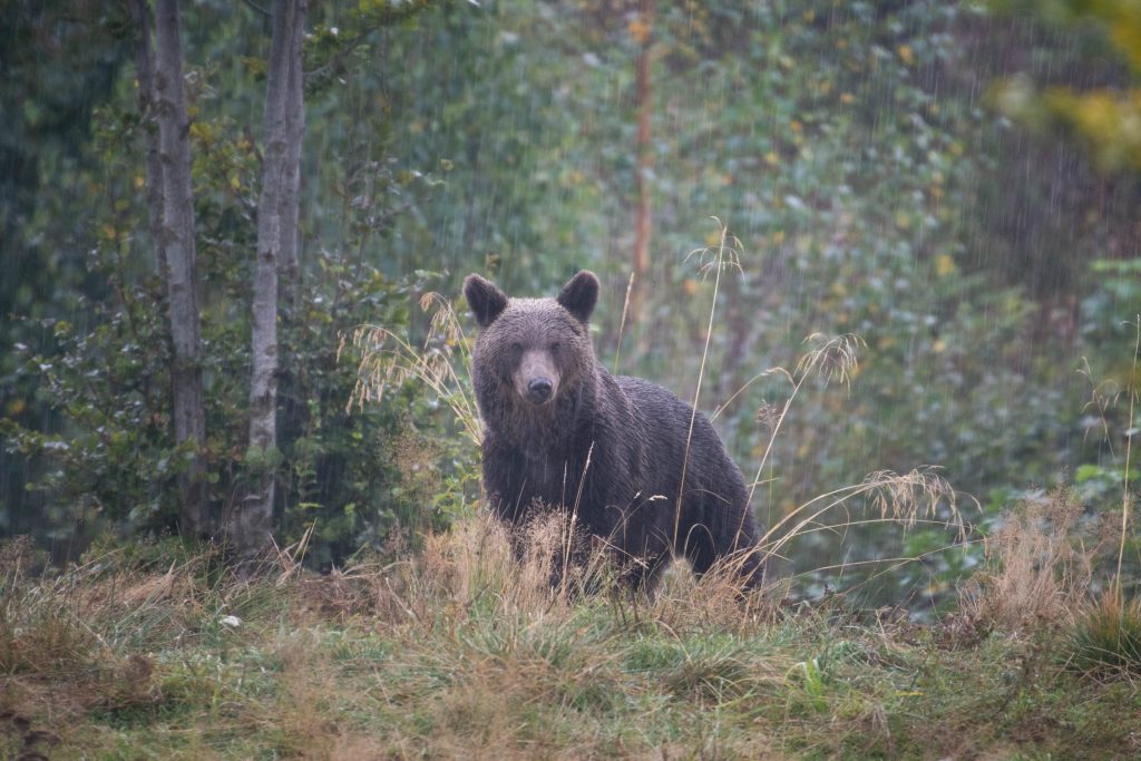 Los restaurantes de Eslovaquia podrán servir carne de osos pardos sacrificados legalmente