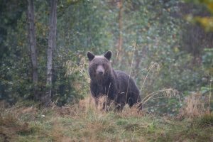 Los restaurantes de Eslovaquia podrán servir carne de osos pardos sacrificados legalmente
