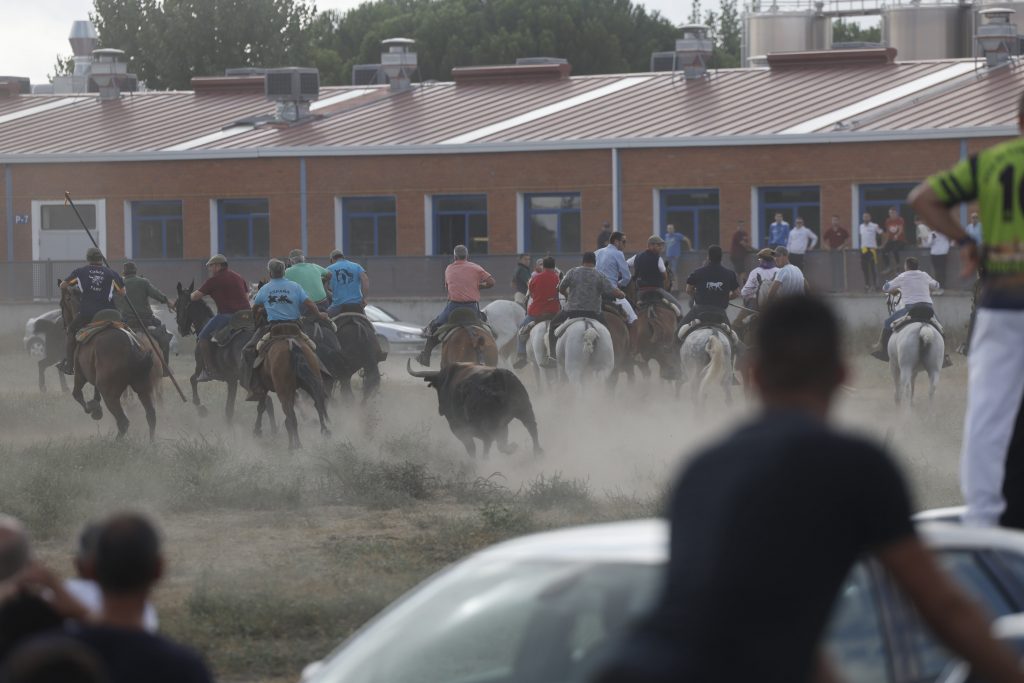 La Justicia ratifica la prohibición del nuevo torneo del Toro de la Vega de Tordesillas