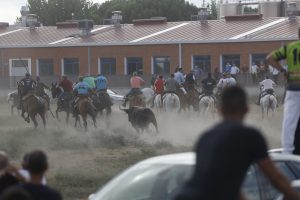 La Justicia ratifica la prohibición del nuevo torneo del Toro de la Vega de Tordesillas
