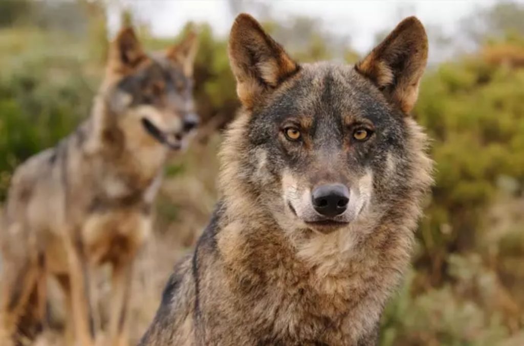“Nos hace falta el lobo”. Se reabre el debate en Andalucía sobre la recuperación de este depredador