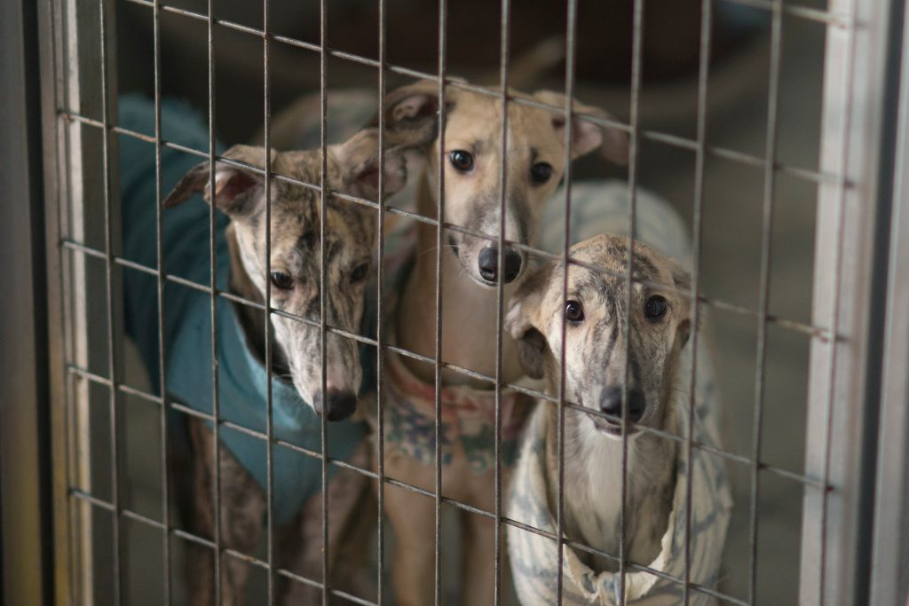 El 70% de los perros y el 95% de los gatos abandonados o perdidos no llevan microchip