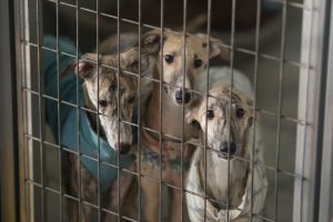 El 70% de los perros y el 95% de los gatos abandonados o perdidos no llevan microchip