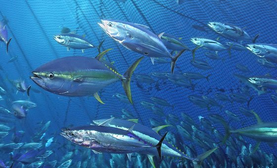 La ONU celebra el Día Mundial del Atún defendiendo su pesca sostenible
