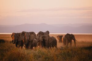 Los crecientes choques entre elefantes y humanos en Zimbabue evidencian los efectos de la presión demográfica y el cambio climático
