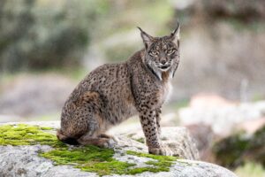 Bruselas plantea el fin del programa LIFE, clave en la supervivencia del oso pardo y el lince en las últimas tres décadas