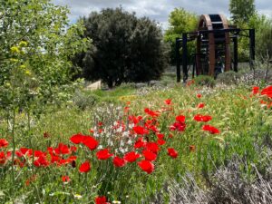 Parques urbanos sin químicos que combaten las plagas con insectos y murciélagos