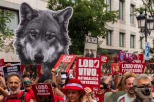 El Constitucional admite a trámite el recurso del Defensor del Pueblo por la desprotección del lobo