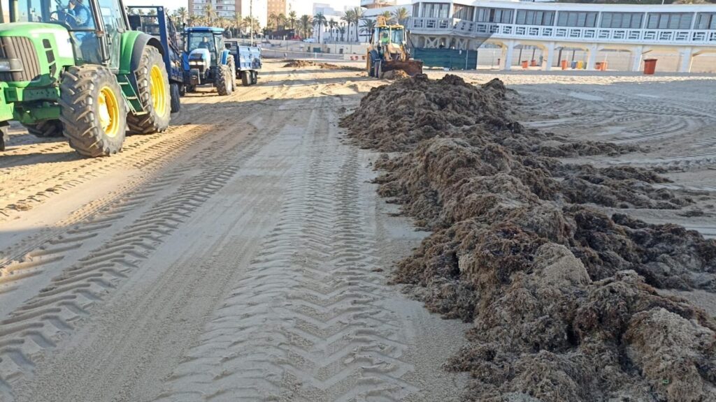 10.000 kilos de alga asiática invasora retirados de las playas de Cádiz en 48 horas