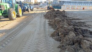 10.000 kilos de alga asiática invasora retirados de las playas de Cádiz en 48 horas