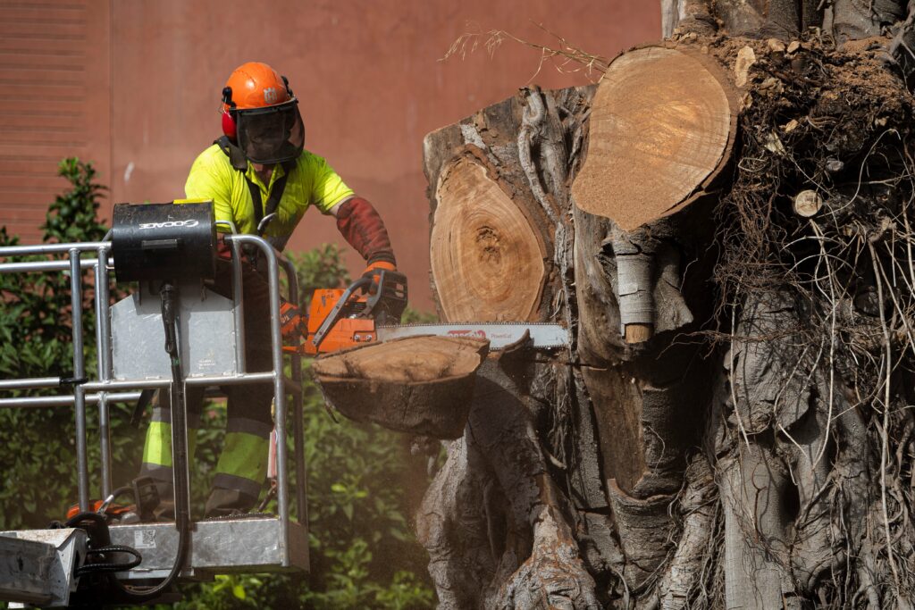 El ficus centenario de San Jacinto afronta su tala definitiva. “Era parte de nuestra memoria”