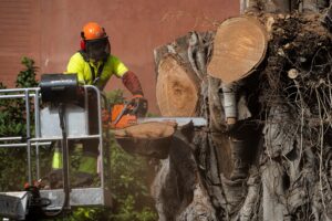El ficus centenario de San Jacinto afronta su tala definitiva. “Era parte de nuestra memoria”