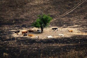 Los incendios revelan la falta de protocolos de emergencia para animales: “No es la primera persona que fallece por intentar salvarlos”