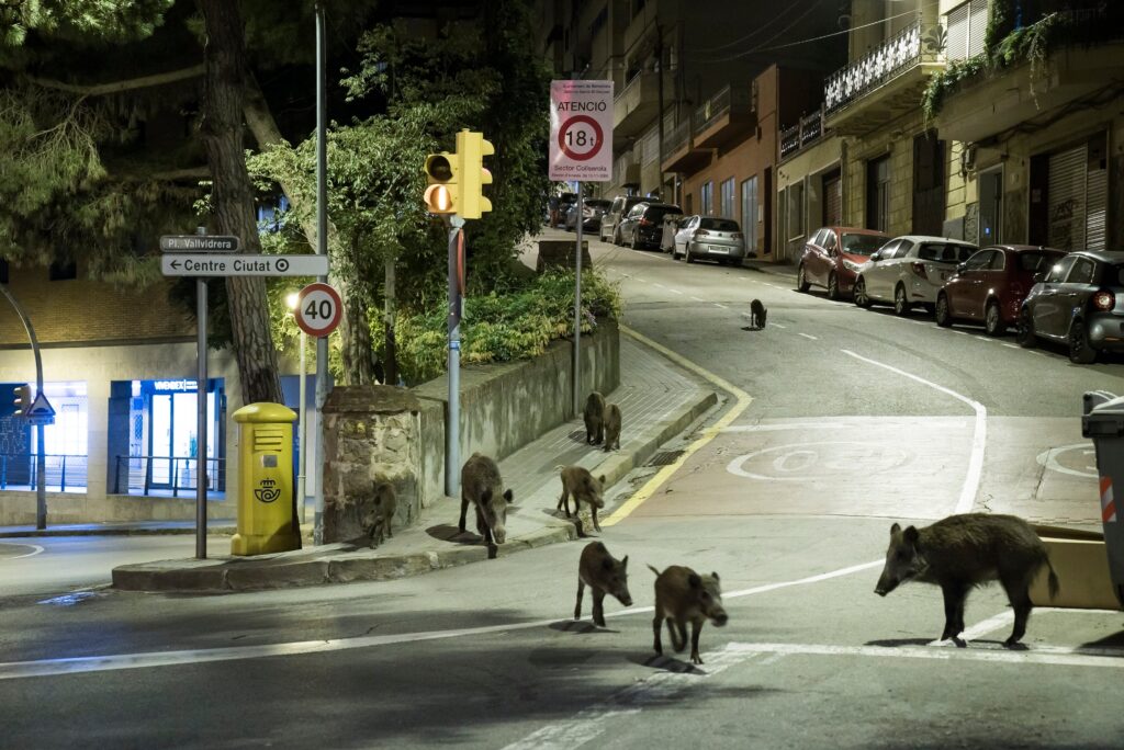 Qué hacer frente a un jabalí en la carretera, el monte o un jardín particular