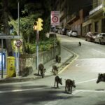 Qué hacer frente a un jabalí en la carretera, el monte o un jardín particular