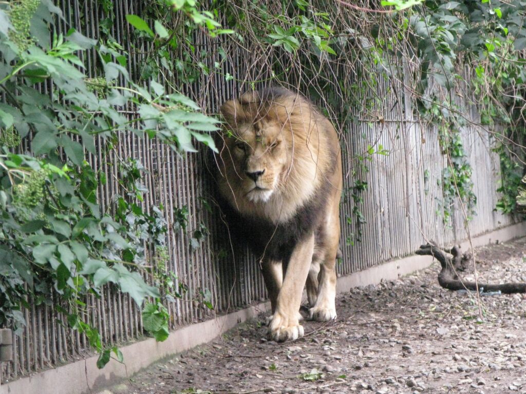 Un zoo de Dinamarca pide mascotas sanas no deseadas para alimentar a sus tigres y leones