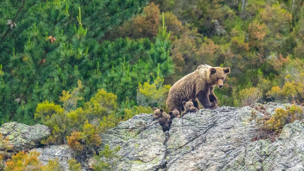 Llega la osofobia a España: cuatro ejemplares muertos en Asturias a manos de furtivos en un año