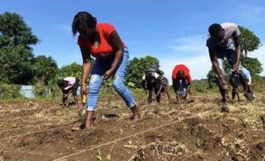 De la crisis al cultivo: los agricultores de Haití construyen resiliencia semilla a semilla